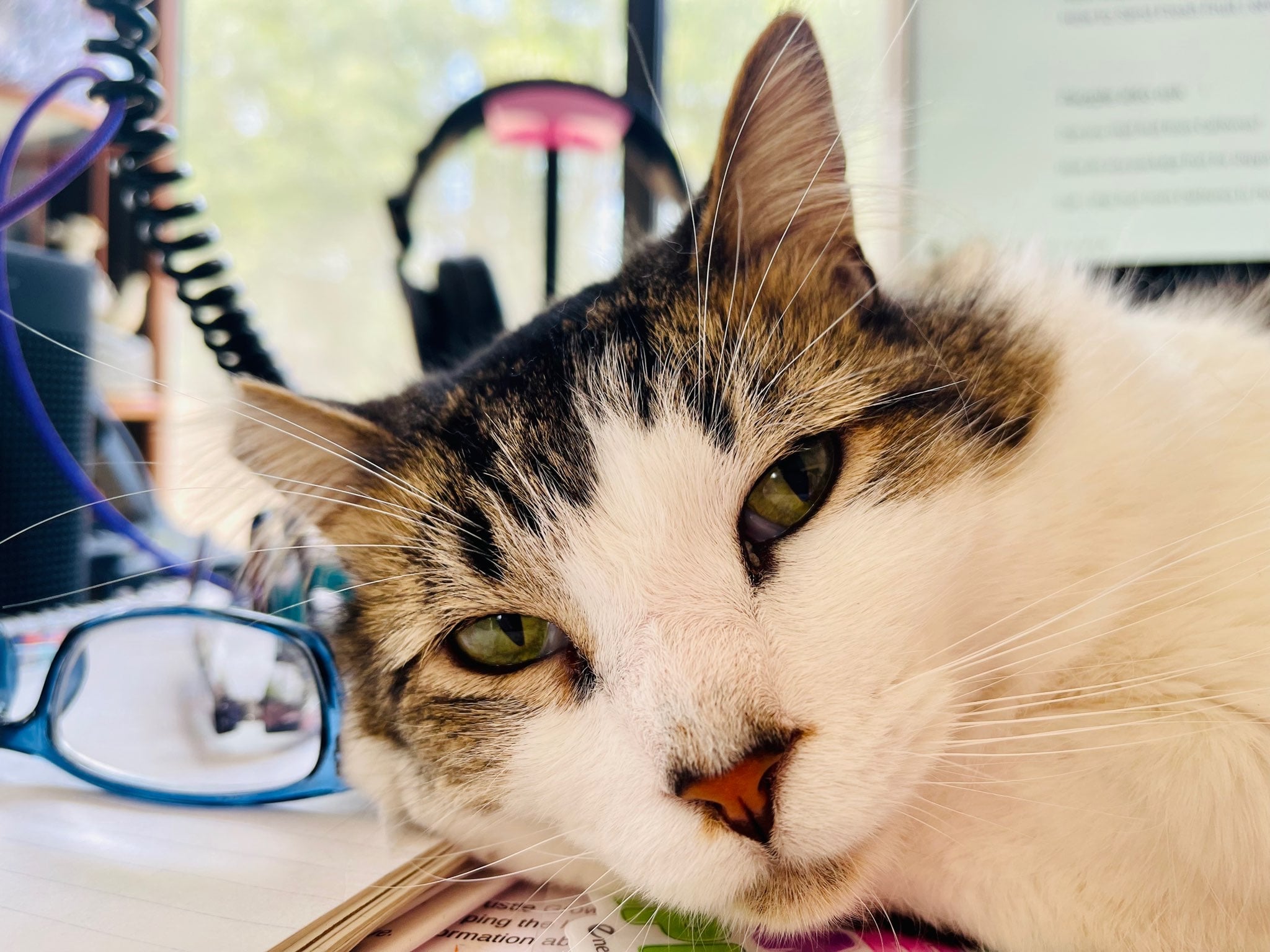 A cat lounging beside a book on a desk.
